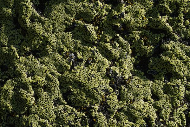 Lichens, col de l'Aiguillon, Suisse